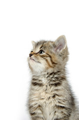 Cute tabby kitten