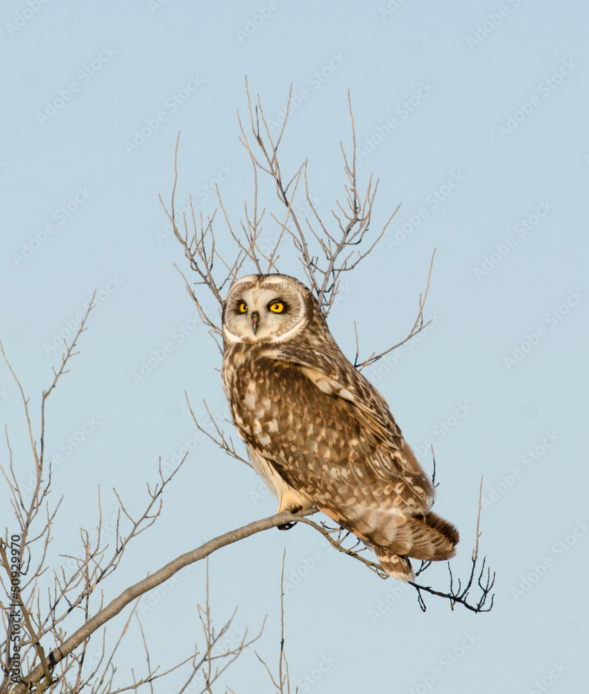 Wall mural short-eared owl