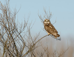 Short-eared owl