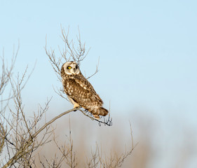 Short-eared owl
