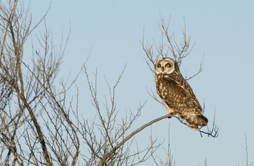 Short-eared owl