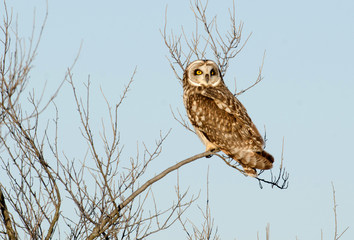 Short-eared owl