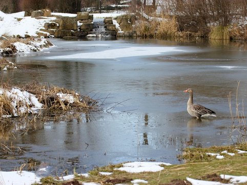 Graugans in zugefrorenem Teich