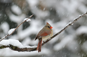 Northern cardinal in snow storm