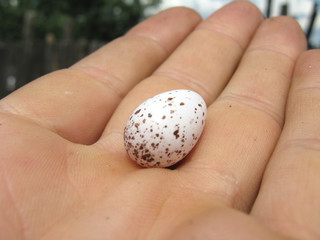 small egg of swallow lying on the human hand