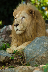 Transvaal-Loewe (Panthera leo krugeri)