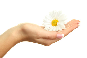 Beautiful woman hands with camomile, isolated on white