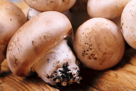 Particolare di fungo champignon