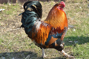 Handsome Cockerel