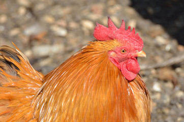 Golden hen close up