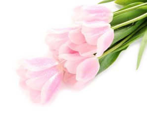 Beautiful bouquet of pink tulips, isolated on white
