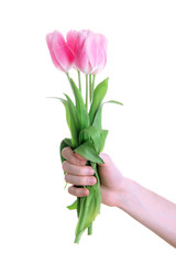 Beautiful bouquet of pink tulips in man hand, isolated on white