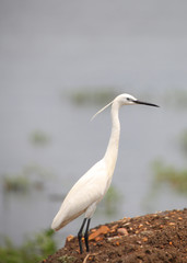 Little egret