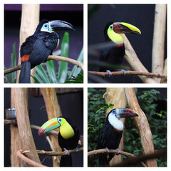 Toucan in captivity