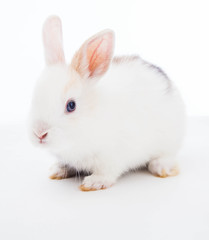Fototapeta premium Królik na białym tle.
