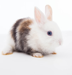 Rabbit isolated on the white.