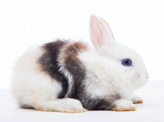 Obraz premium Rabbit isolated on the white.