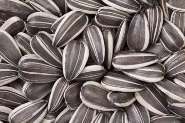 Gartenposter sunflower seeds © bergamont