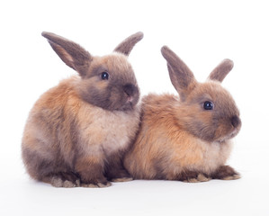 Obraz premium Two rabbits isolated on the white.