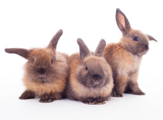 Three rabbits isolated on the white.