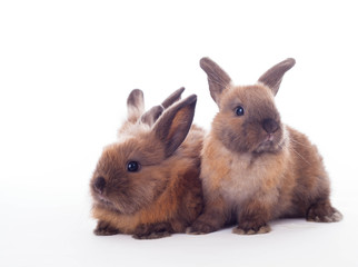Two rabbits isolated on the white.