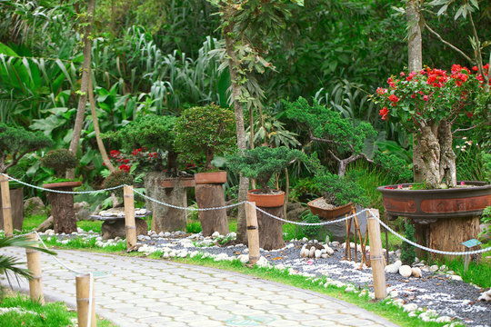 bonsais exhibition in a botanical garden