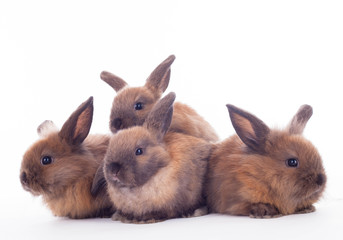 Obraz premium Four rabbits isolated on the white.