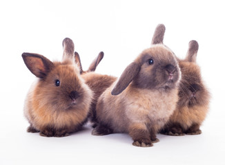 Four rabbits isolated on the white.