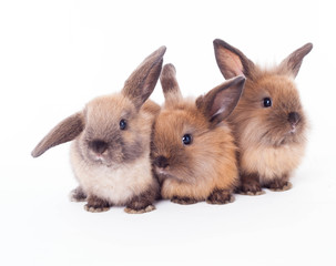 Three rabbits isolated on the white.