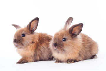 Two rabbits isolated on the white.