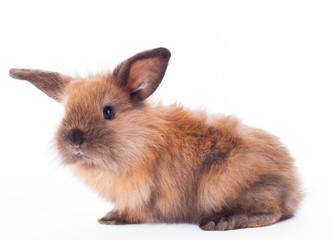 Obraz premium Rabbit isolated on the white.