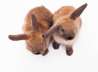 Two rabbits isolated on the white.