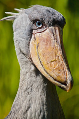 Schuhschnabel (Balaeniceps rex)
