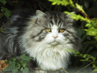 Naklejka na ściany i meble Large domestic Cat hiding in the garden