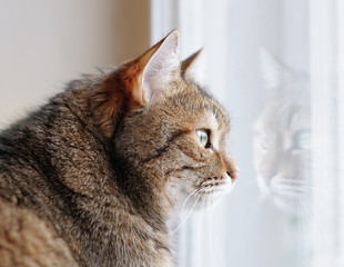 Beautiful brown cat looking at the window