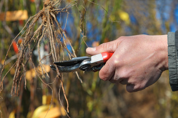 Cutting root of grape plant before planting, pruning