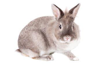 Friendly inquisitive grey bunny rabbit