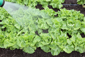 Agriculture, watering of fresh lettuce in a greenhouse