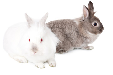 Two lovable Easter bunnies