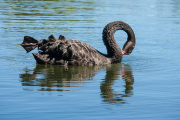 black swan swimming on lake