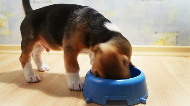Terribly hungry beagle puppy attacked bowl