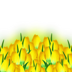 Yellow tulips