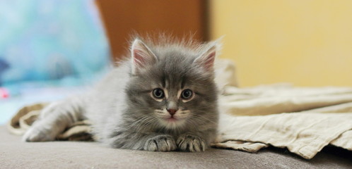 Cucciolo di gatto siberiano color blu a due mesi