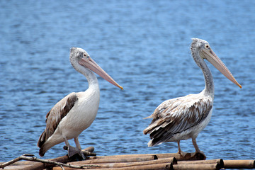 Fototapeta na wymiar Two Pelicans