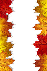 autumn leaves frame on a white background