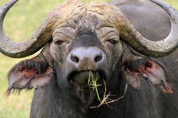 African Buffalo (Syncerus Caffer), Serengeti, Tanzania