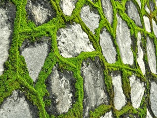 Каменная стена с мохом