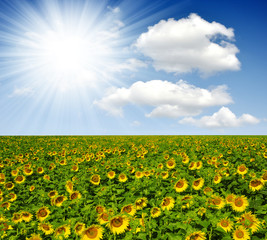 sunflower field with blue sky