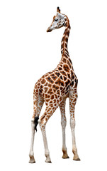 Obraz premium giraffe isolated
