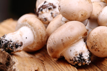 Tronco di ulivo e funghi